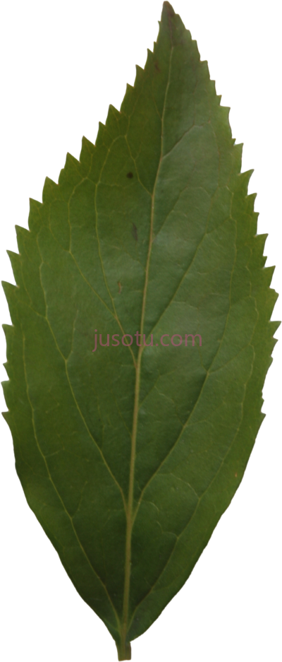 树叶,ash leaf PNG