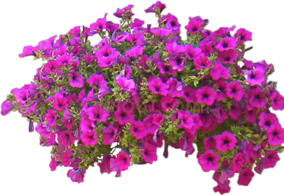 玫瑰束,rose bush entourage PNG