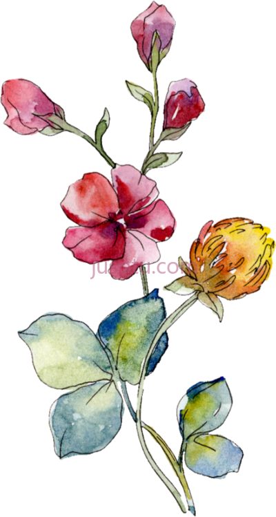 水彩玫瑰花,watercolor rose flowers overlay PNG