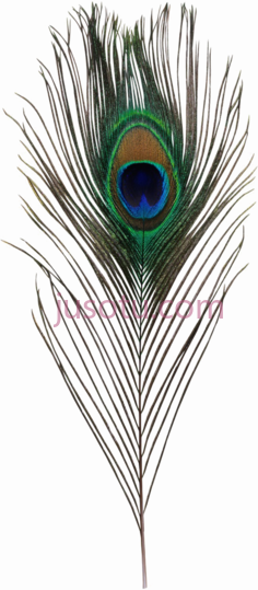 孔雀羽毛, PNG