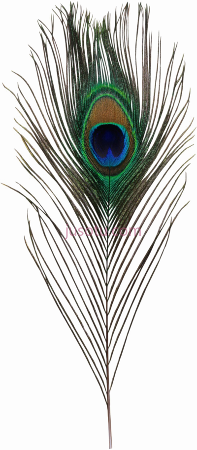 孔雀羽毛,krishna's peacock feathers PNG