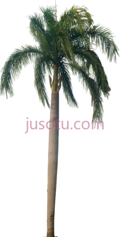 棕榈树PNG