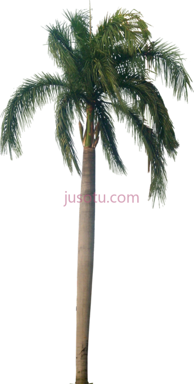 棕榈树,royal palm tree PNG