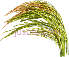 稻米PNG