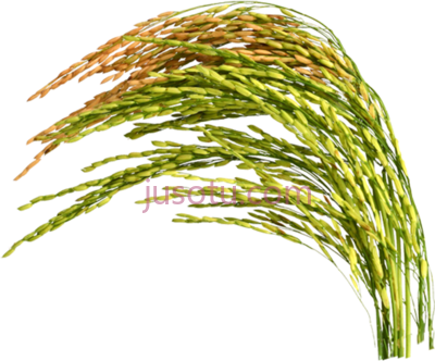稻米,kazi auto rice mill PNG