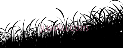 草,grass PNG