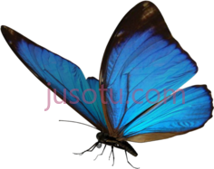 蓝色蝴蝶PNG