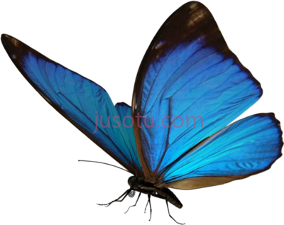 蓝色蝴蝶,popular and trending butterfly on PNG