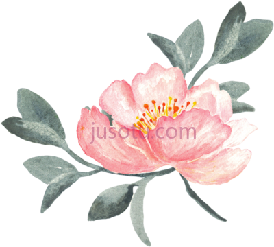 牡丹花,peony swag PNG