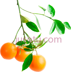 桔树PNG