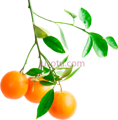 桔树,orange branch tree PNG
