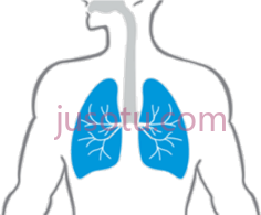 人体内肺PNG