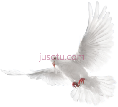 圣灵鸽,holy spirit dove PNG