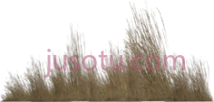 高草,tall grass PNG