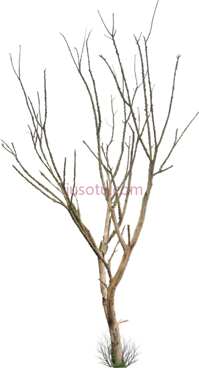 枯树,dead tree PNG