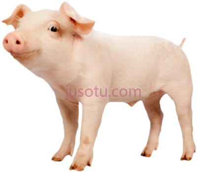 家猪,domestic pig PNG