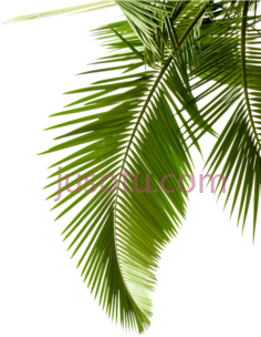 棕榈枝PNG