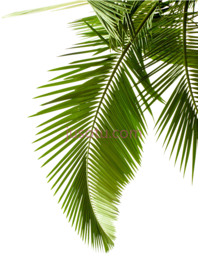 棕榈枝,leaf tree arecaceae paper palm branch PNG