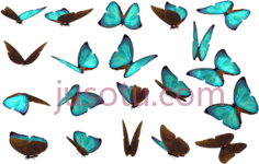 蝴蝶,收拾 PNG