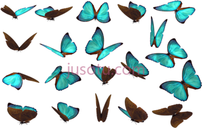 蝴蝶,butterfly PNG