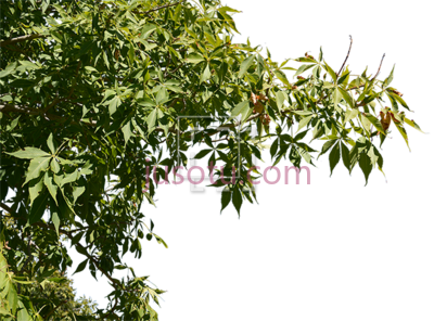 绿树,ie foreground tree two PNG