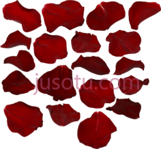 红色玫瑰花瓣PNG