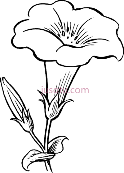 黑白花,black outline white flowers PNG