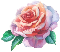 玫瑰花水彩,rose flower water color PNG