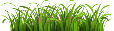 草,cartoon grass PNG