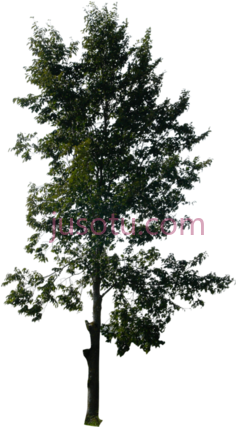 松树,trees PNG