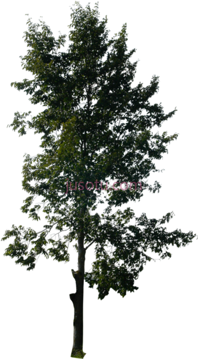 松树,tall pine tree PNG