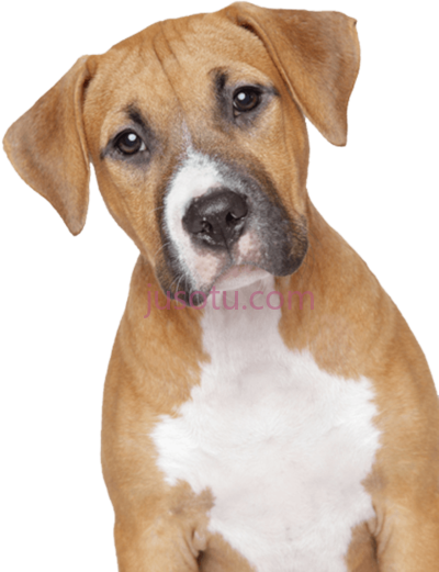 狗,animals dogs PNG