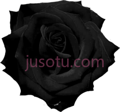 黑玫瑰PNG