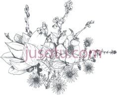 兰花,dainty PNG