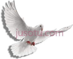圣灵鸽PNG