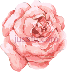 水彩玫瑰花PNG