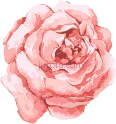 水彩玫瑰花,watercolor rose flower PNG