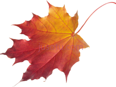 秋叶,autumn leaves chinar PNG