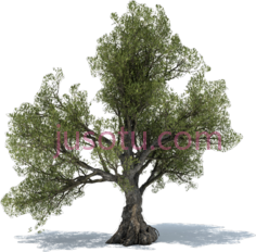 橄榄树PNG