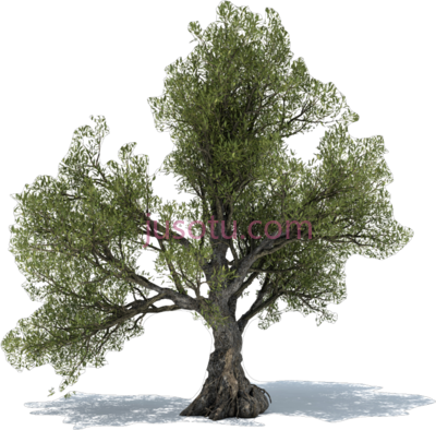 橄榄树,olive tree power christchurch PNG