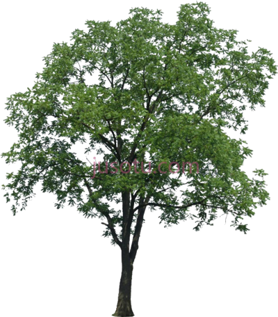 多茎树,multi stem tree PNG