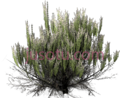 沙漠灌木PNG