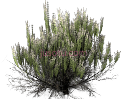 沙漠灌木,desert bush PNG