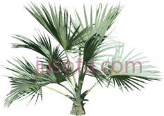 棕榈树PNG