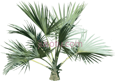 棕榈树,top palm tree plant PNG