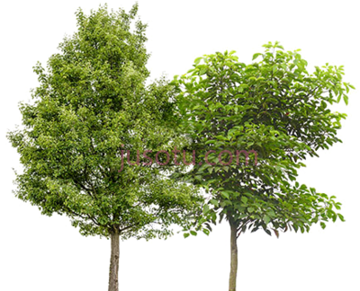 树,fruit trees platanus acerifolia PNG