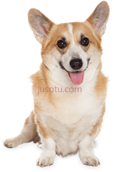 狗,corgi dog sitting md maximum defense 23 PNG
