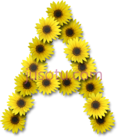 花向日葵字母A,letter a in sunflower PNG