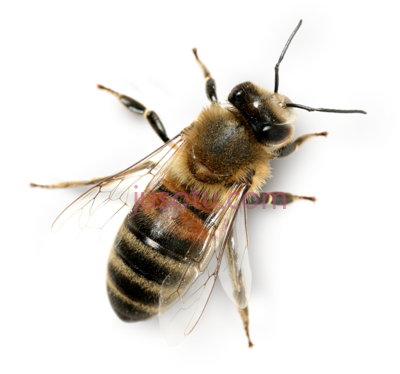 蜜蜂,honey bee marketplace PNG