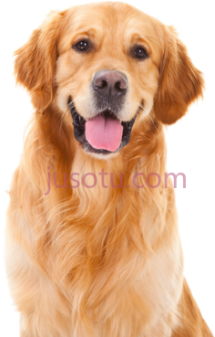 金毛猎犬PNG